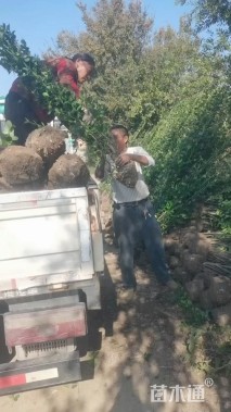 高度100厘米北海道黄杨