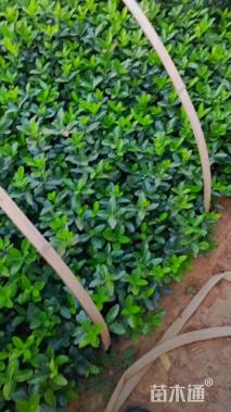 高度10厘米大叶黄杨