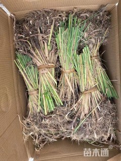 高度20厘米香蒲