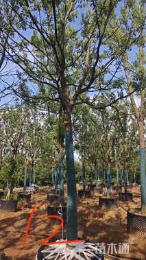 15公分香樟
