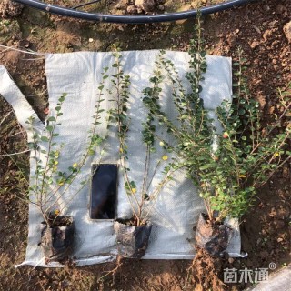 高度35厘米平枝栒子