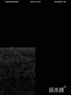 高度100厘米绣球