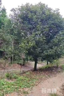 20公分多杆山桂花