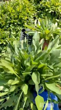 高度10厘米金鸡菊