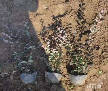 高度50厘米红花继木小苗