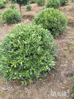 冠幅120厘米海桐球