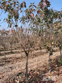 5公分染井吉野樱