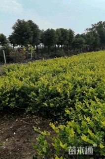 高度50厘米金森女贞