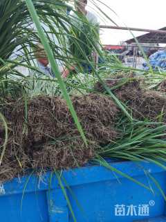 高度60厘米马莲