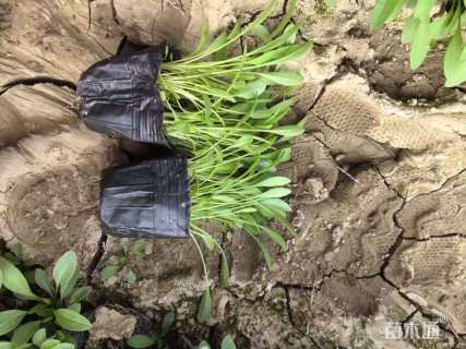 高度10厘米金鸡菊