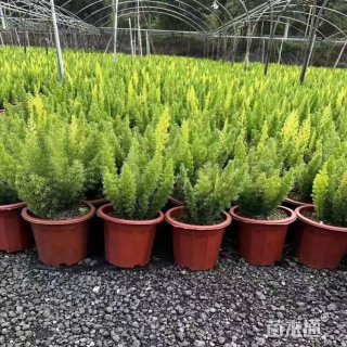 高度30厘米狐尾天门冬