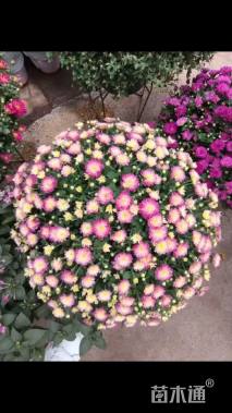 高度45厘米球菊