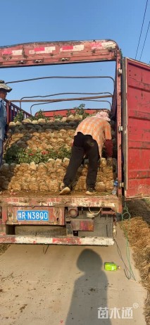高度40厘米丛生月季