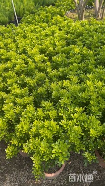 高度60厘米米兰