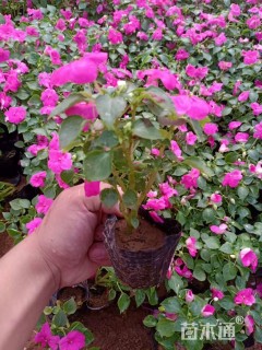 高度15厘米凤仙花