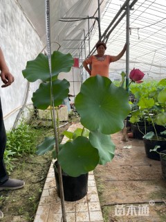 高度50厘米荷花