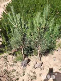 高度60厘米油松