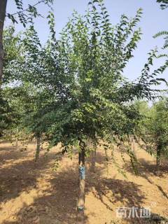 11公分暴马丁香