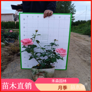 高度30厘米月季