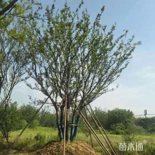 20公分(5杆)丛生朴树