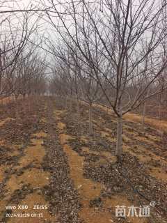 8公分江户彼岸樱