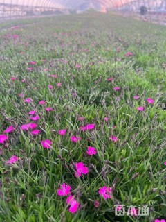 高度20厘米欧石竹