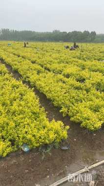 高度50厘米金叶女贞