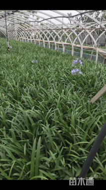 高度35厘米百子莲