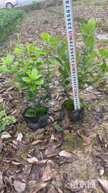 冠幅15厘米无刺枸骨球