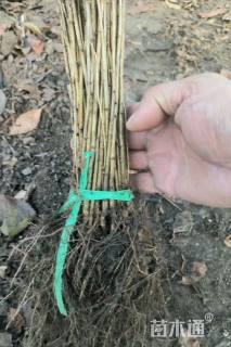 高度80厘米红枫小苗