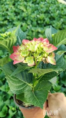 高度20厘米绣球