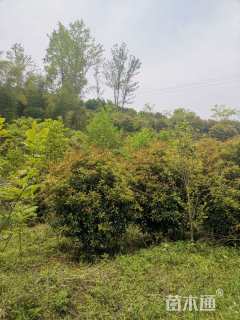 冠幅180厘米桂花球