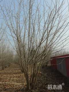 高度5000厘米丛生五角枫