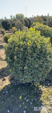 冠幅100厘米金边黄杨球