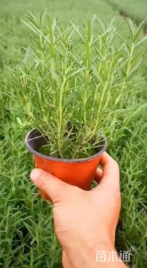 高度25厘米迷迭香