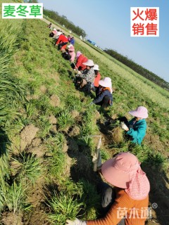 高度15厘米麦冬