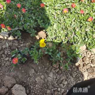 高度10厘米太阳花