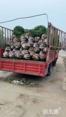 冠幅100厘米瓜子黄杨球