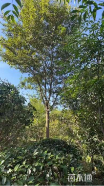 14公分朴树