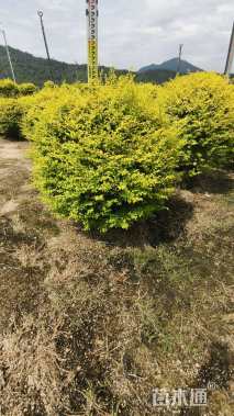 冠幅80厘米亮晶女贞球