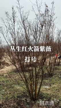 高度250厘米丛生紫薇