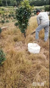 高度150厘米茶花