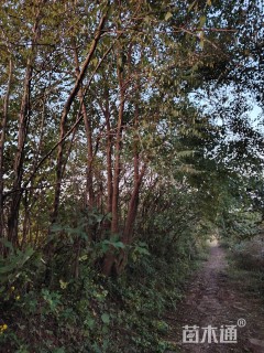 80公分(6杆)丛生乌桕