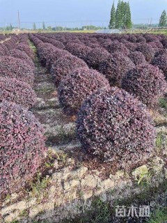 冠幅120厘米红花继木球