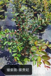 高度30厘米矮紫薇小苗