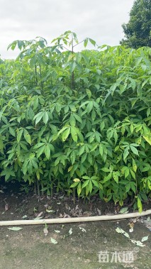 1公分美丽异木棉