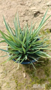 高度15厘米紫露草