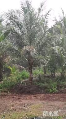 裸干高300厘米椰子树
