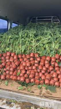 高度15厘米向日葵