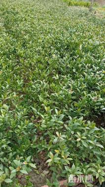 高度35厘米小叶栀子